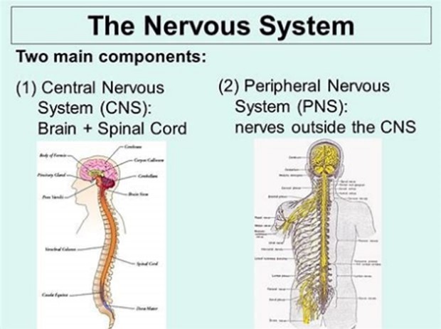 Nervous system