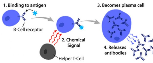 Antigen