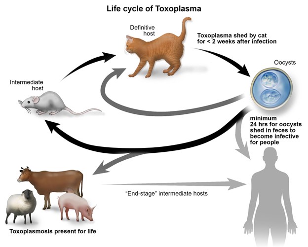 Life cycle of Toxoplasma