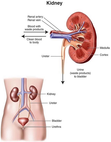 Kidney