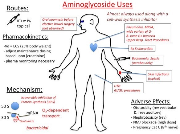 Aminoglycoside