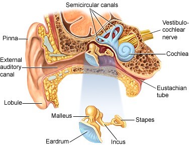 Malleus, incus and stapes are collectively known as the ear ossicles.