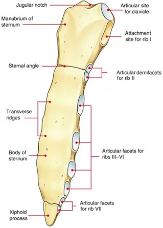 The Sternum - Body - Manubrium - Xiphoid - TeachMeAnatomy