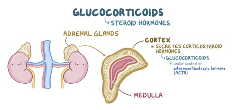 Glucocorticoids: Video, Anatomy, Definition & Function | Osmosis