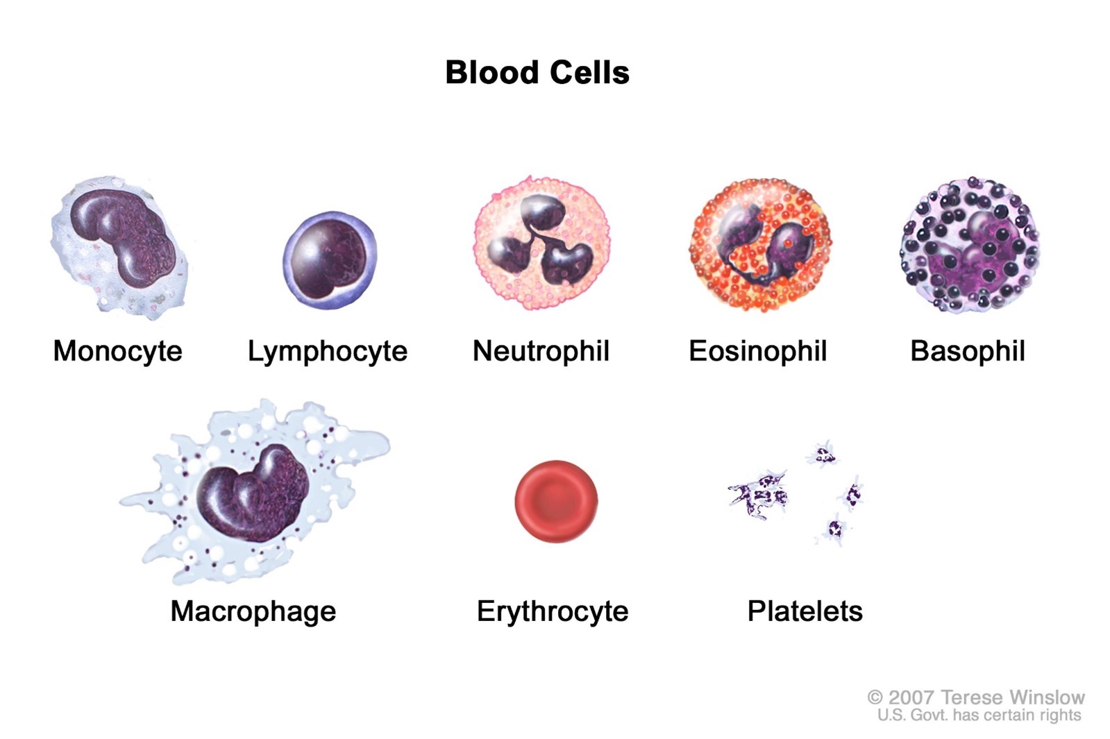 Definition of neutrophil - NCI Dictionary of Cancer Terms - NCI