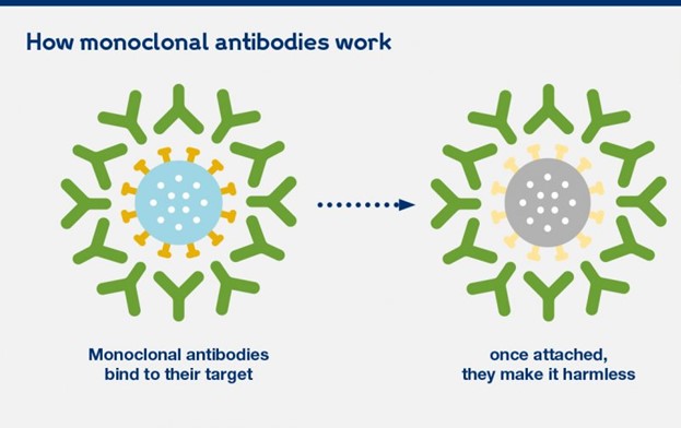 What are monoclonal antibodies, and can they treat COVID-19? - IAV