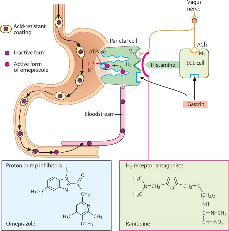 Drugs Acting on the Gastrointestinal System - Pharmacology - An Illustrated  Review